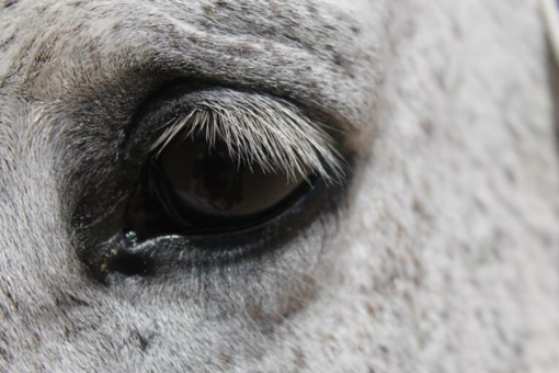 Recovering from bushfires with Equine Assisted Therapy – part 1